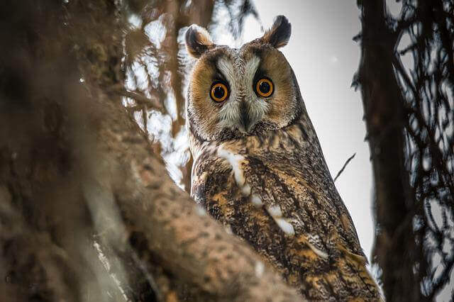 A Long-eared Owl perched in a tree.