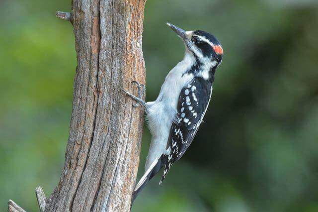 A male Hairy Woodpecker perched on a tree.