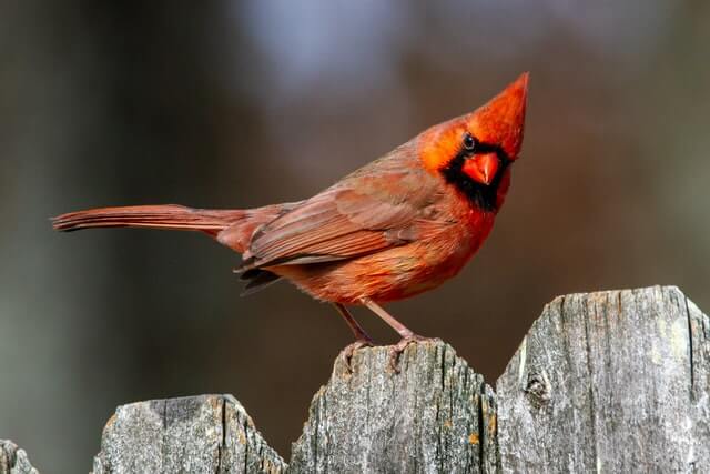 A Northern Cardinal perched on a wooden fence.