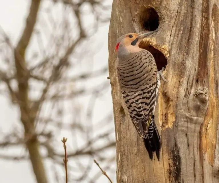 11 Woodpeckers Of The Pacific Northwest (Photos & Info)