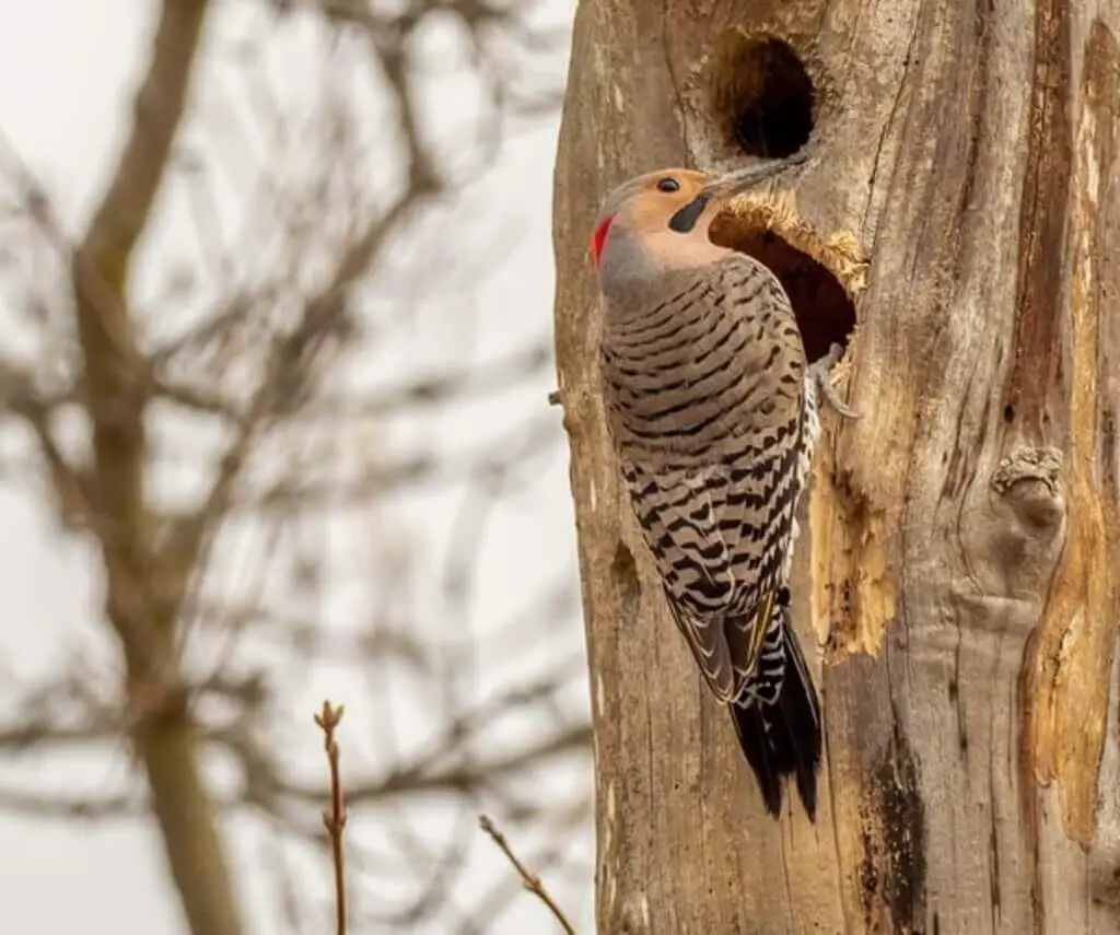 A Northern Flicker drilling holes into a tree.