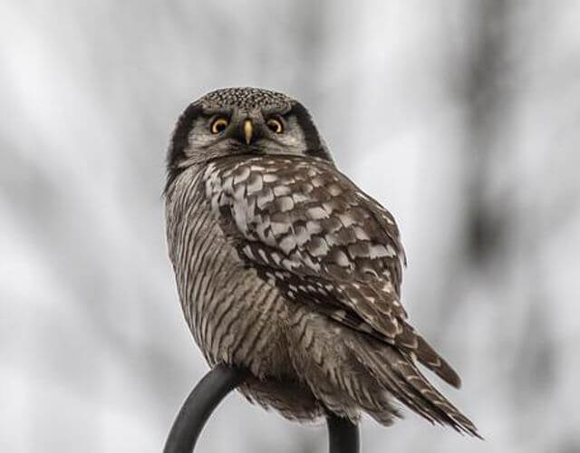 A Northern Hawk Owl perched on a shepherds hook.