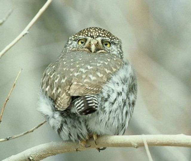 A Northern Pygmy-Owl perched on a tree branch.