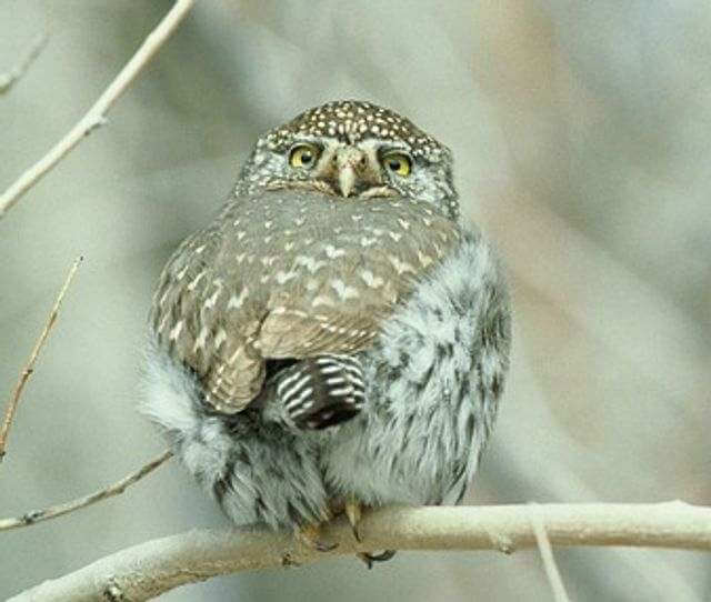 A Northern Pygmy Owl perched on a tree branch.