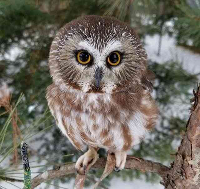 A Northern Saw-whet Owl perched in a tree.