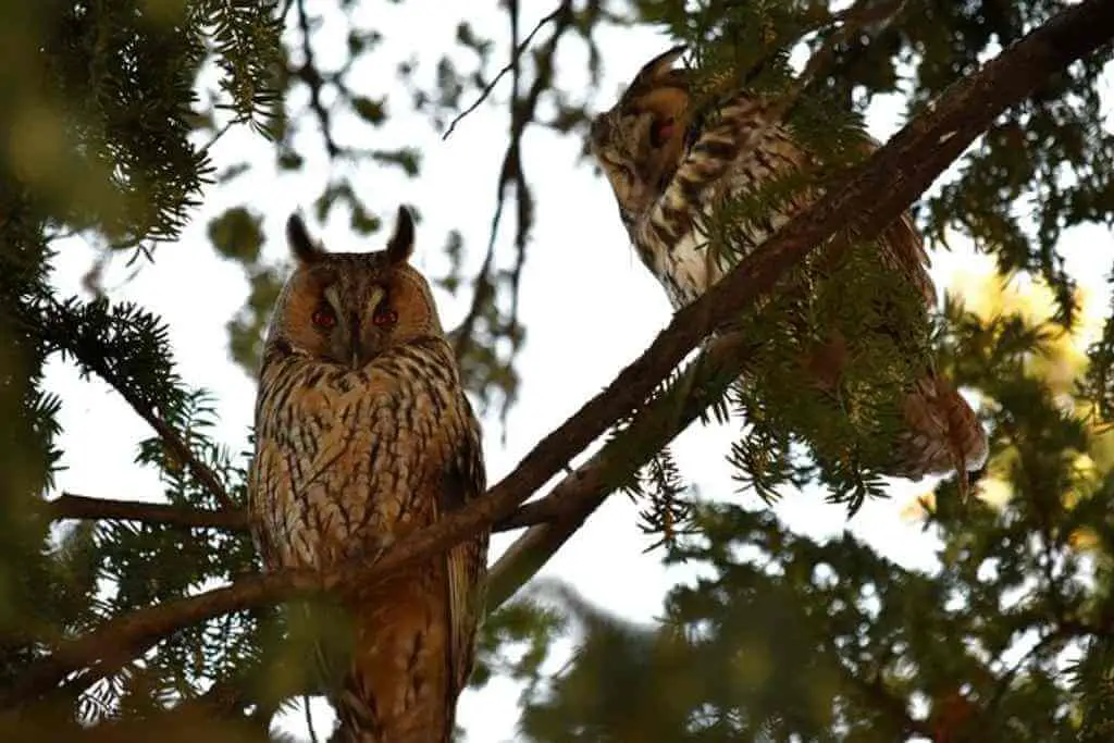 Two Great-horned Owls perched in a tree.