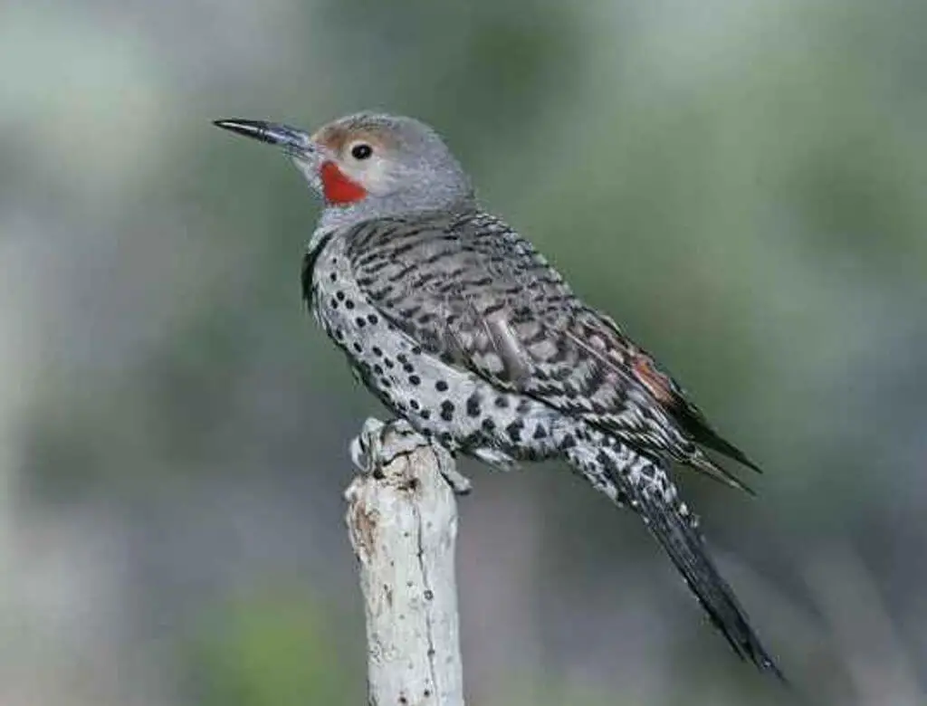 A Northern flicker perched on wood stick.