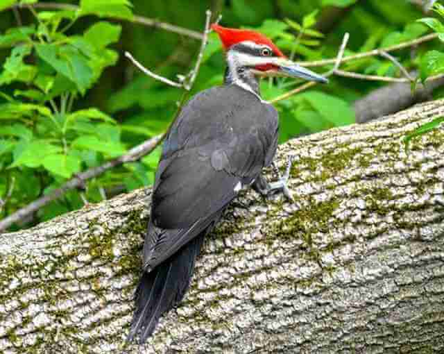 A Pileated Woodpecker perched on a tree.