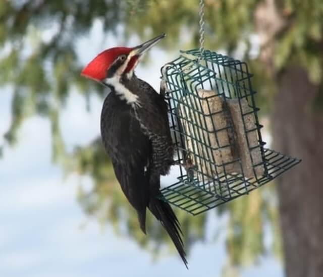 A Pileated Woodpecker on a suet feeder.