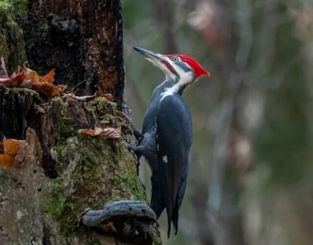 A Pileated Woodpecker‍ chiseling on a tree.