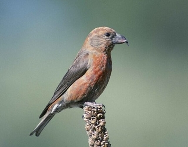 A Red Crossbill perched.