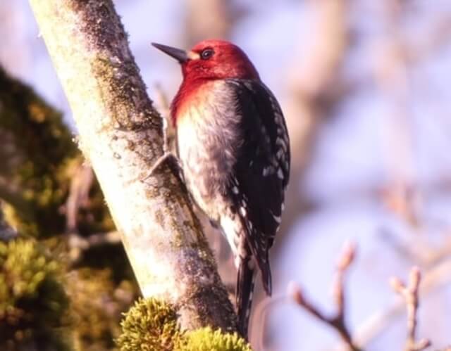 A Red-breasted Sapsucker perched on a tree.