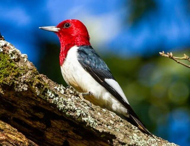A Red-headed woodpecker perched on a dead tree.