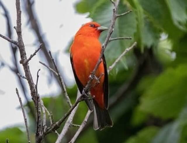 A Scarlet Tanager‍ perched on a tree.