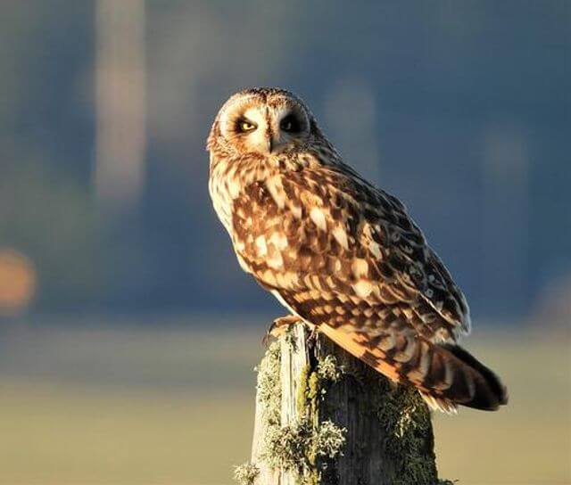 A Short-eared owl perched on a post.