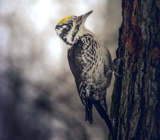 An American Three-toed Woodpecker​​​​​​​ perched on a tree.