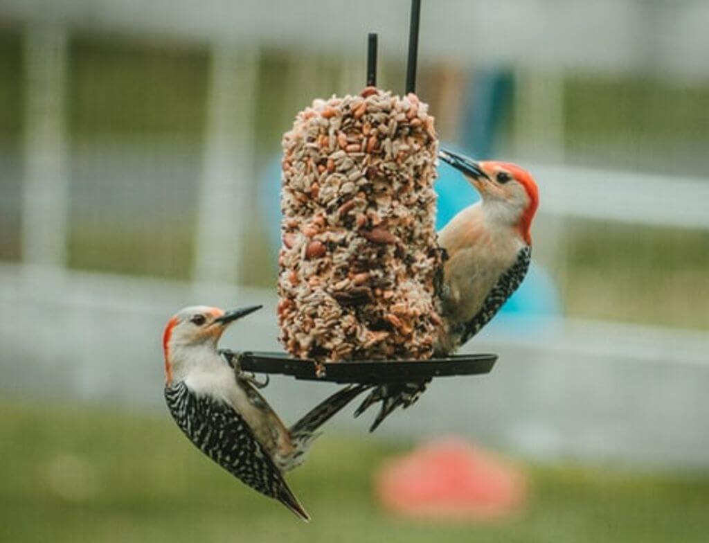 Two red-bellied woodpeckers hanging from a bird feeder.