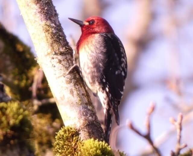 A Red-breasted Sapsucker perched on a tree.