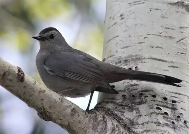 A gray catbird perched on a birch tree.