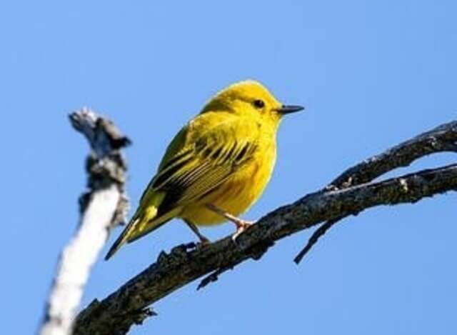 A Yellow Warbler perched on a tree.