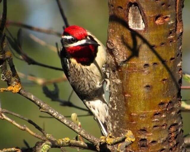 A Red-naped Sapsucker perched on a tree.