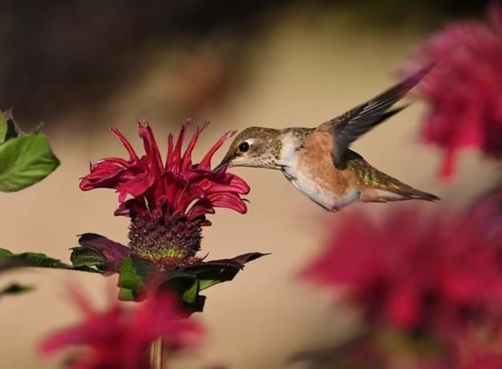 A rufous hummingbird extracting nectar from a flower.