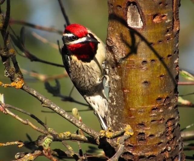 A Red-naped sapsucker perched onto the side of a tree.