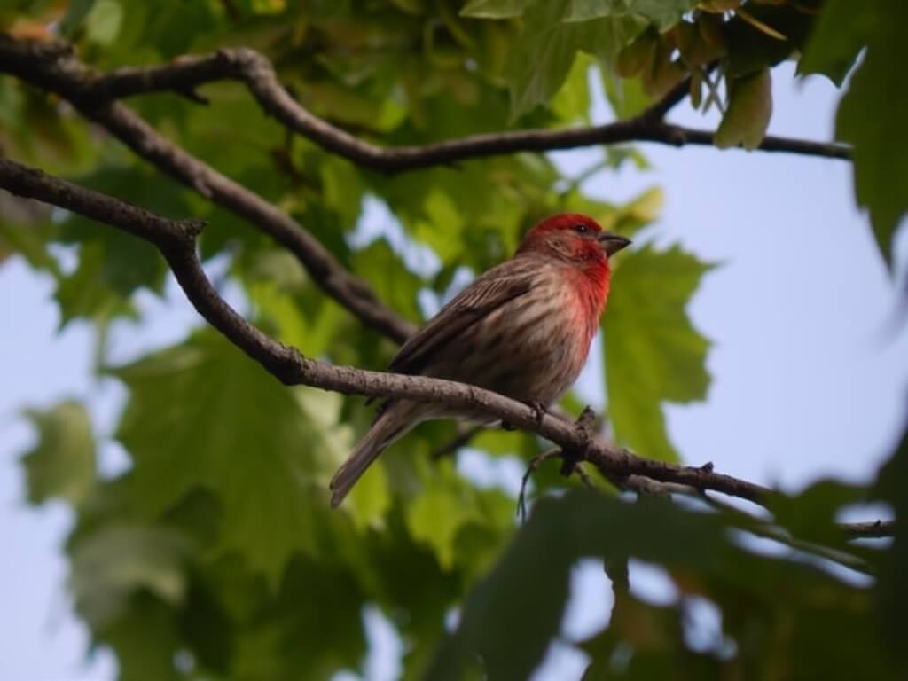 A house finch perched in a maple tree
