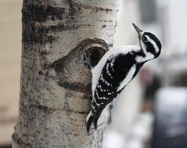 A Hairy Woodpecker perched on a tree.