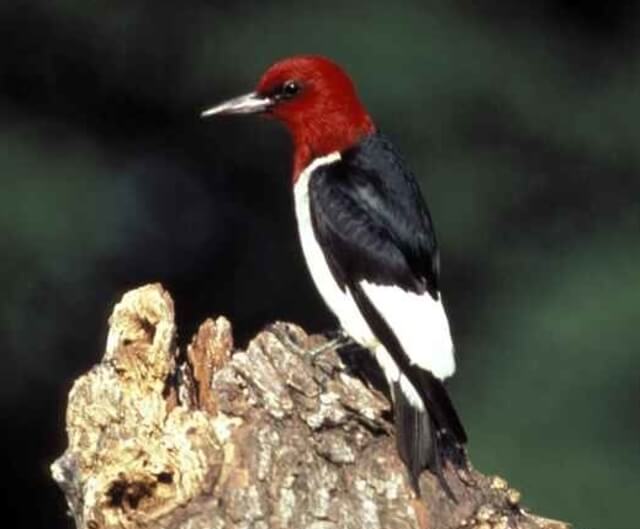 A Red-headed Woodpecker perched on a dead, decaying tree.