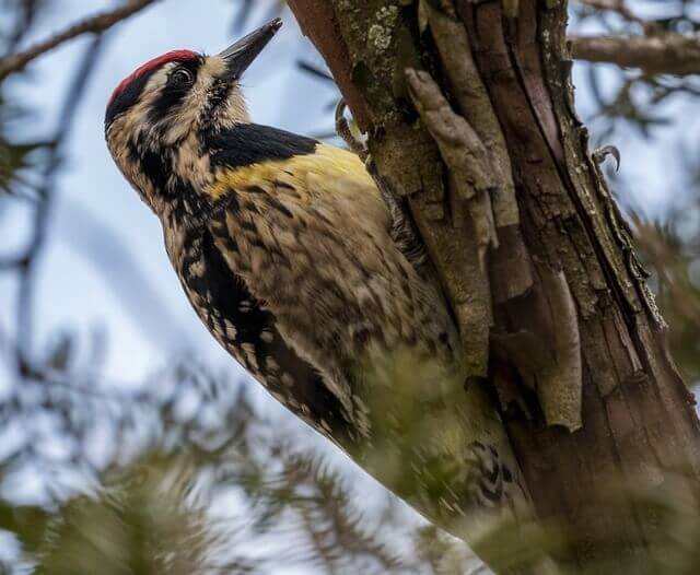 A Yellow-bellied Sapsucker perched on a tree.