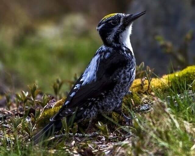 A Black-backed Woodpecker foraging on the grass.