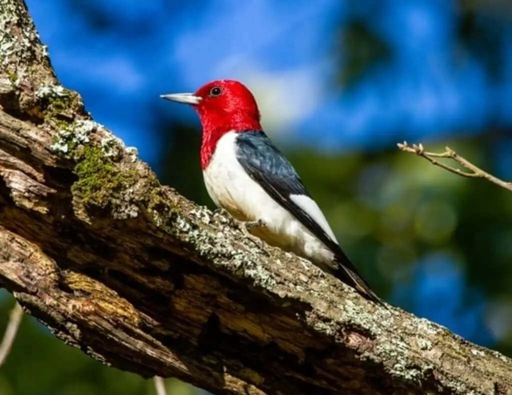 A red-headed woodpecker on a tree branch.