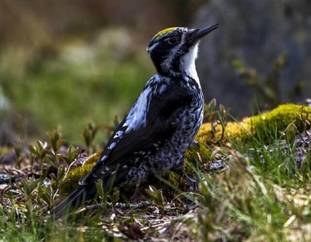 A Black-backed woodpecker foraging on the ground.