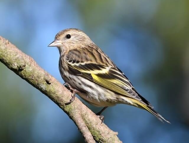 A Pine Siskin perched on a tree.