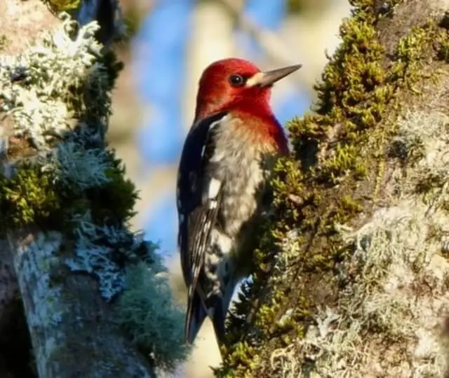 A Red-breasted sapsucker perched on a tree.