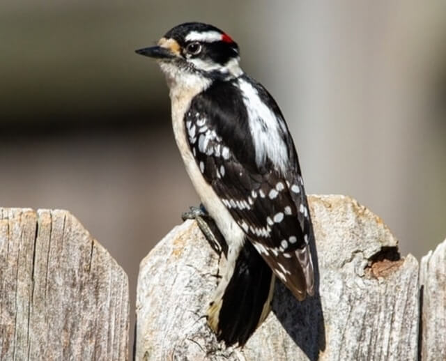 A Downy Woodpecker perched on a wooden fence.
