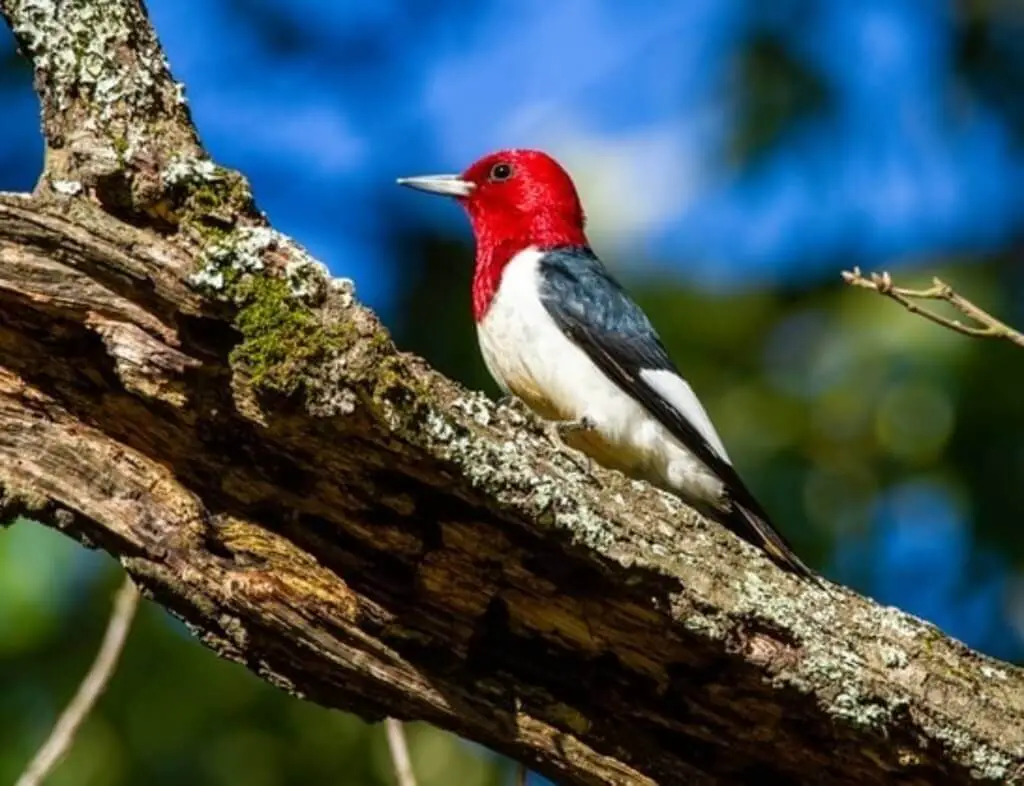 A Red-headed woodpecker perched on a tree.