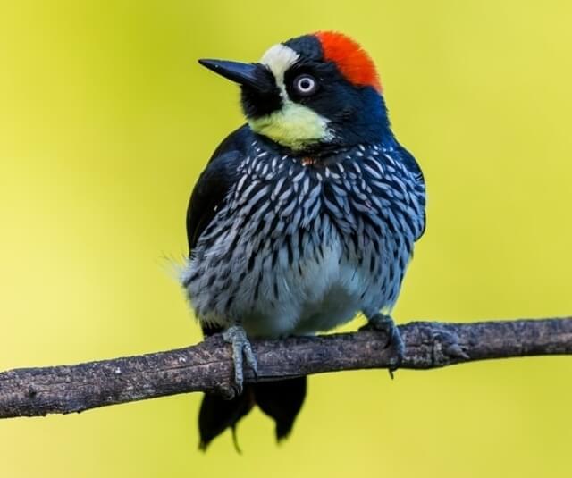 An acorn woodpecker perched on a tree.
  