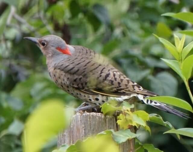 A male Northern Flicker