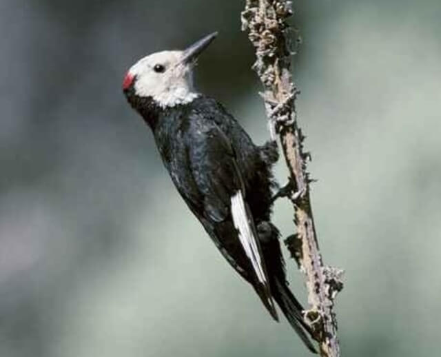 A White-headed Woodpecker perched on a plant.