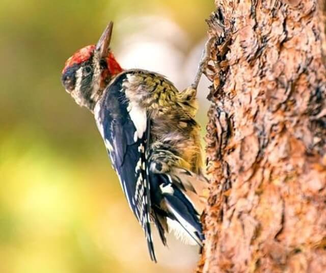 A Yellow-Bellied Sapsucker perched on a birch tree.