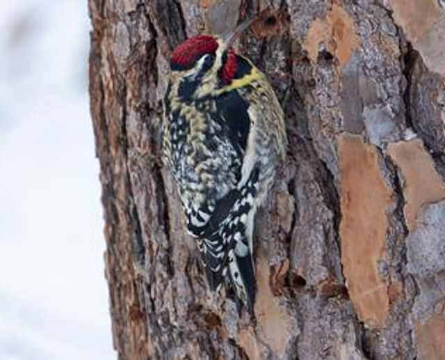A yellow-bellied sapsucker perched onto the side of a tree.