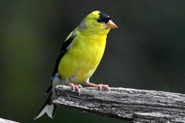 An American Goldfinch perched on a dead tree.