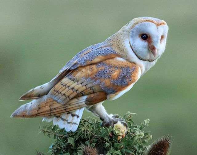 A barn owl perched on a tree.