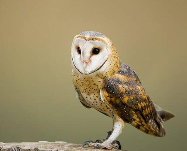 A barn owl perched on a tree stump.