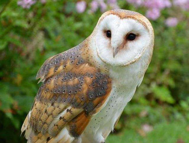 A barn owl 