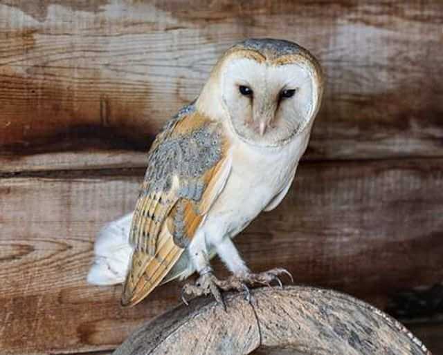 A Barn Owl perched on a tire in a garage.