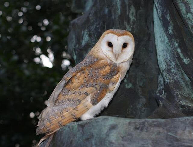 A Barn Owl perched on a tree.