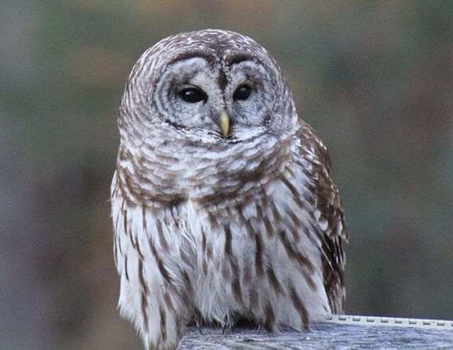 A barred owl perched on a ledge.